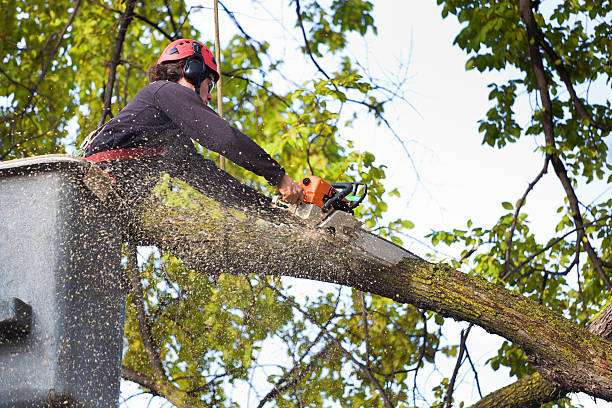 The Steps Involved in Our Tree Care Process in Cambridge, MN